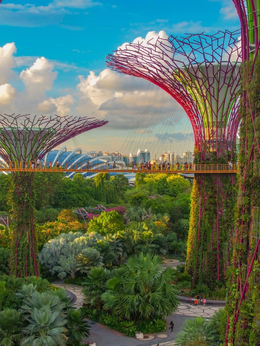 The Supertree Grove and OCBC Skyway at Gardens by the Bay